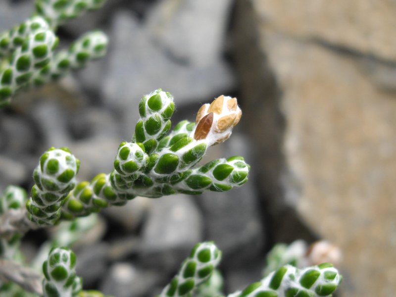 Ozothamnus selago var tumidum photo